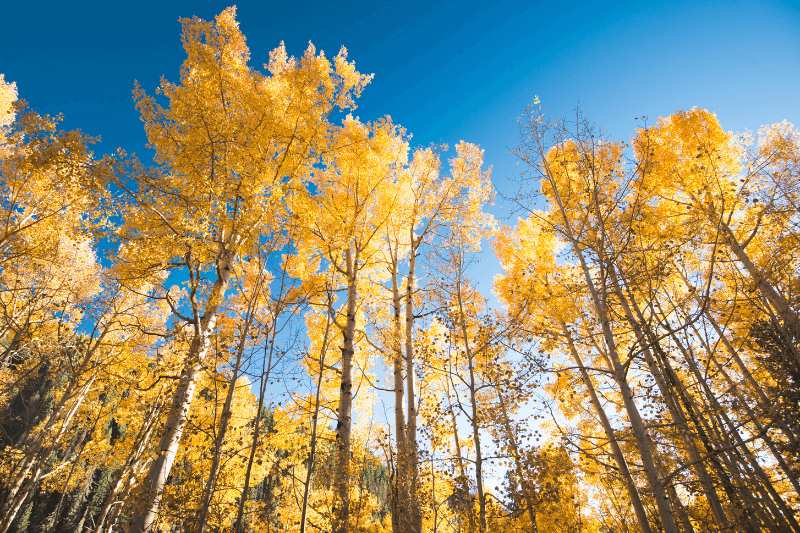 Why Fall is the Hidden Gem of Seasons in Telluride