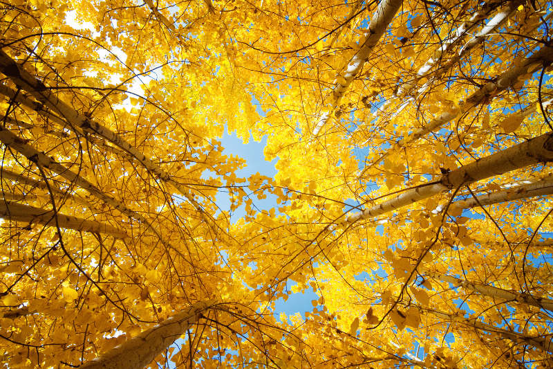 Leaf-Peeping in Luxury: The Best Fall Drives, Hikes & Views Near Telluride