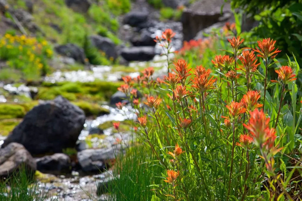 Paintbrush by creek