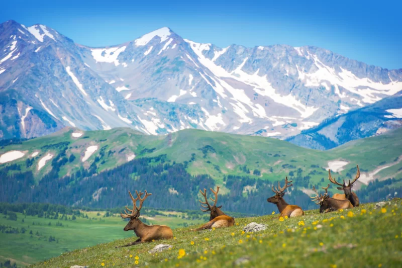 Wildlife and Nature Tours in Telluride: Connecting with the Outdoors